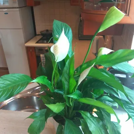 Willa Rzymska Apartamento *
